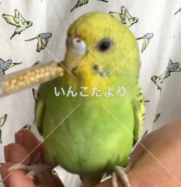 コメントの画像