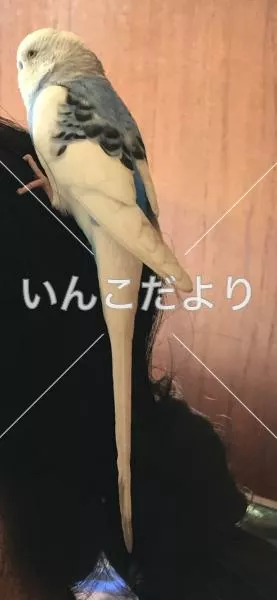 コメントの画像