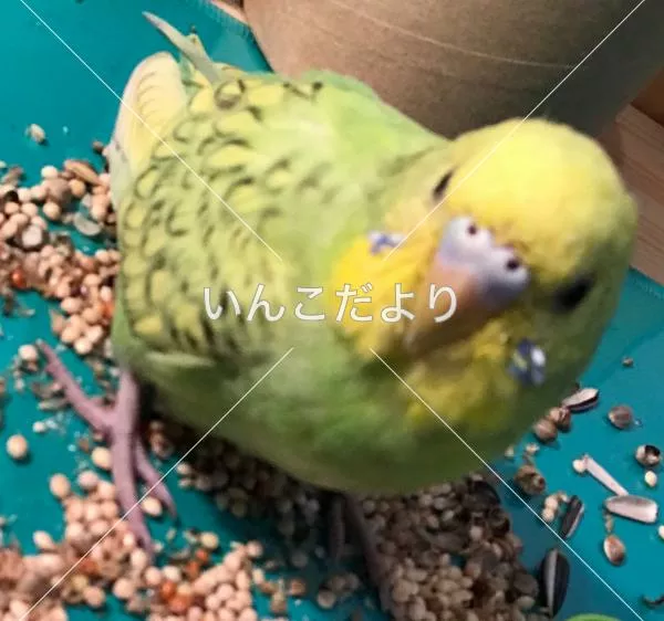 コメントの画像