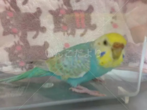 コメントの画像