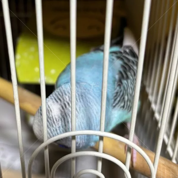 コメントの画像