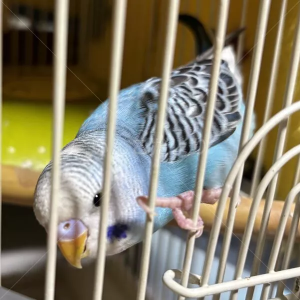 コメントの画像