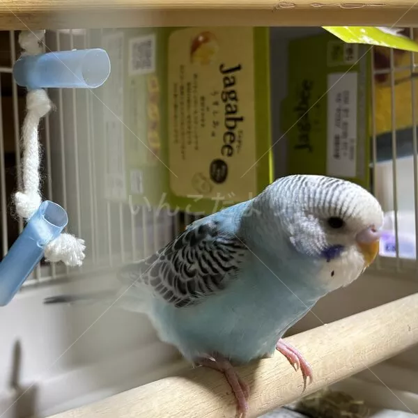 コメントの画像