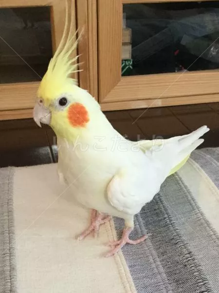 コメントの画像