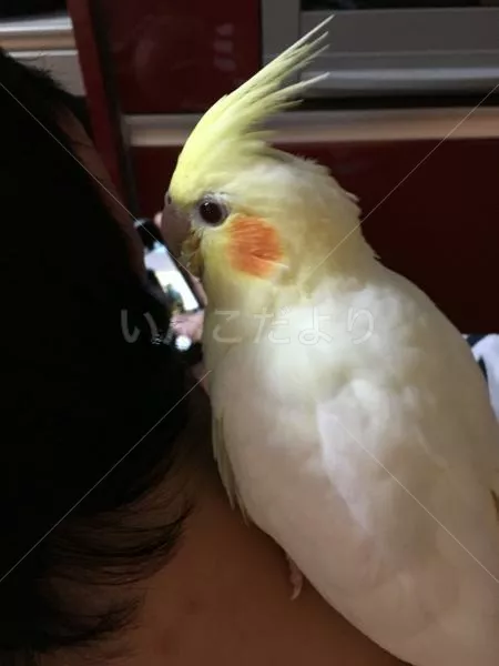 コメントの画像