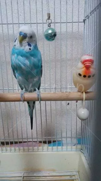 コメントの画像