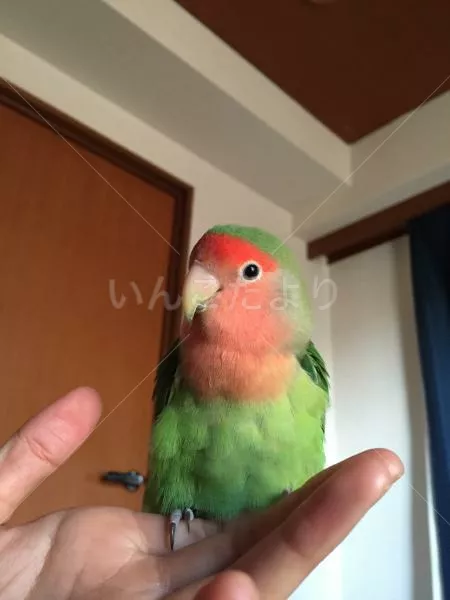 コメントの画像