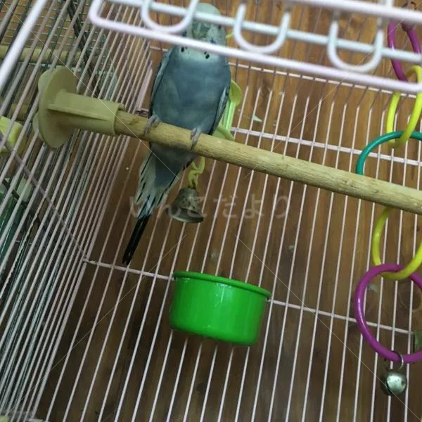 コメントの画像