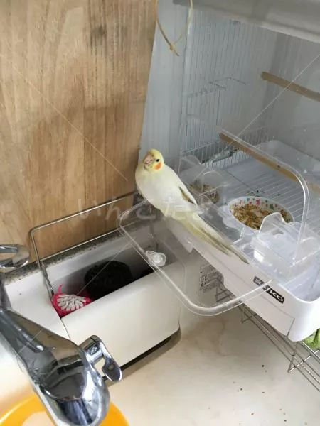 コメントの画像