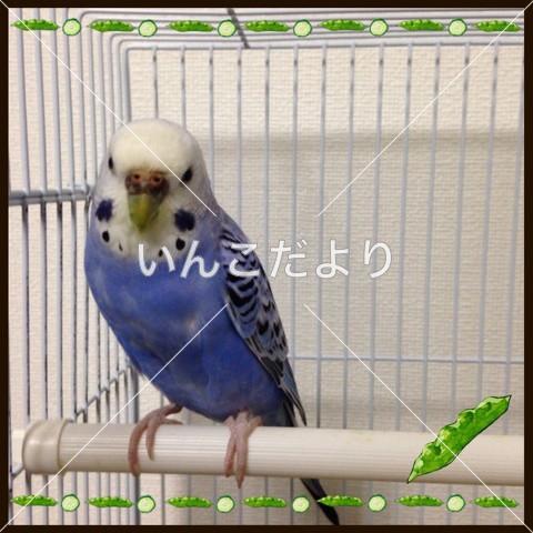 コメントの画像