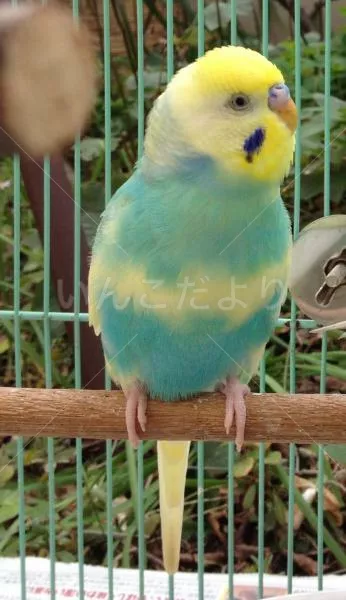 コメントの画像