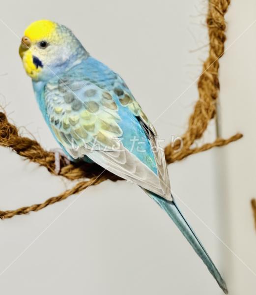 コメントの画像