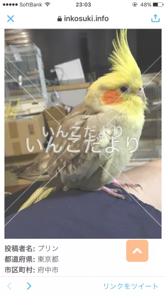 コメントの画像