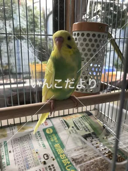 コメントの画像