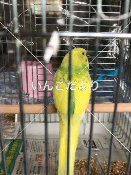 コメントの画像