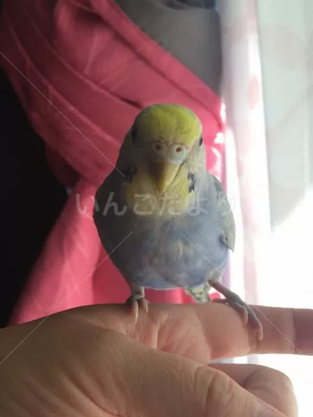 コメントの画像