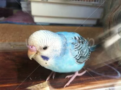 コメントの画像