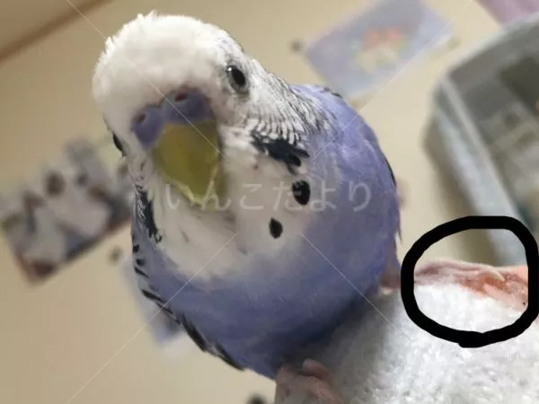 コメントの画像