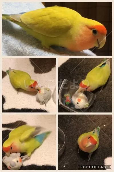 コメントの画像