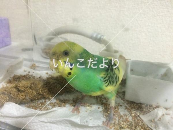コメントの画像