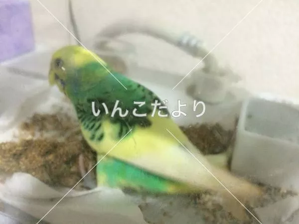 コメントの画像