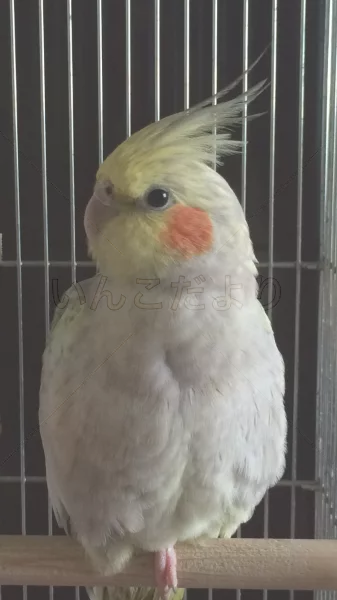 コメントの画像