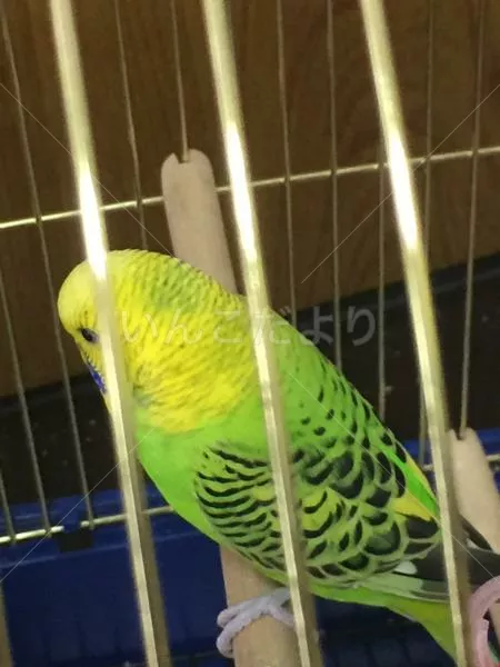 コメントの画像