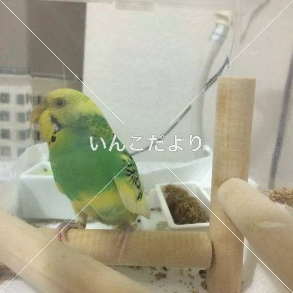 コメントの画像