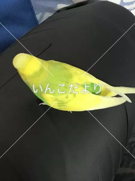 コメントの画像