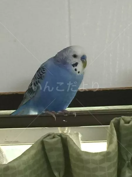 コメントの画像