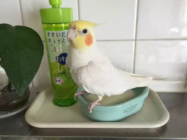 コメントの画像