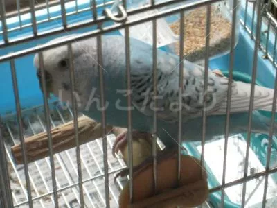 コメントの画像