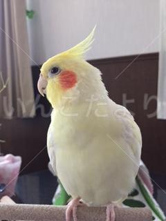 コメントの画像