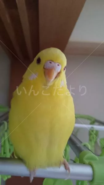 コメントの画像