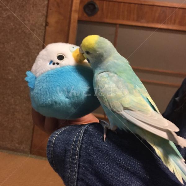 コメントの画像