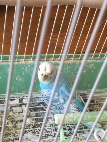 コメントの画像