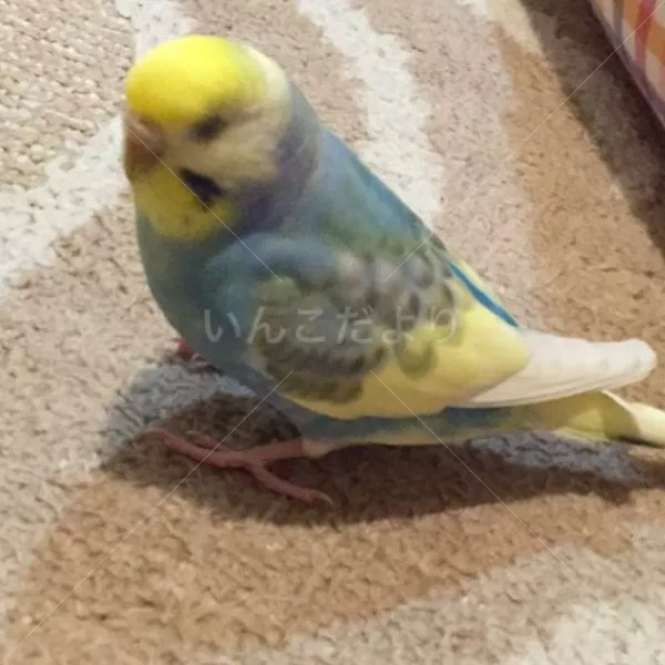 コメントの画像