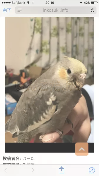 コメントの画像