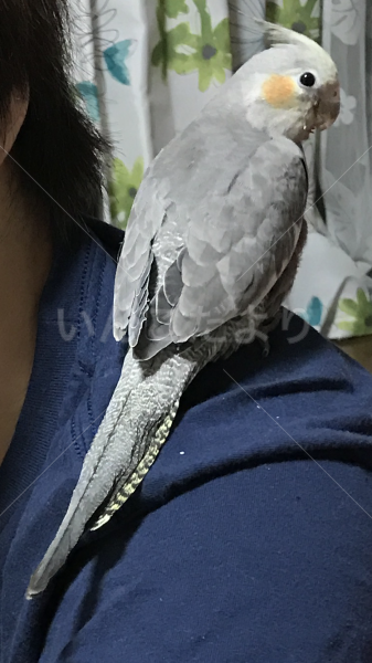 コメントの画像