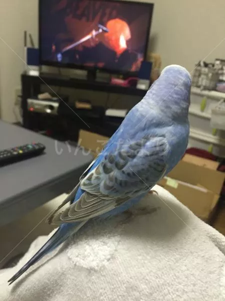 コメントの画像