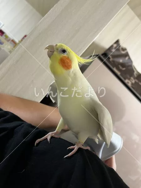 コメントの画像