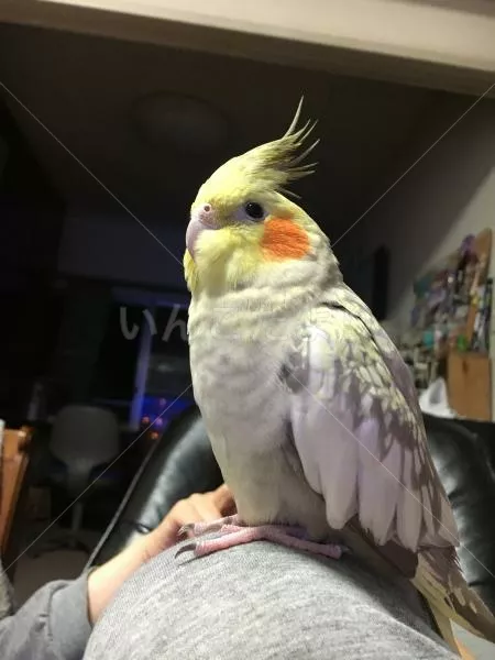 コメントの画像