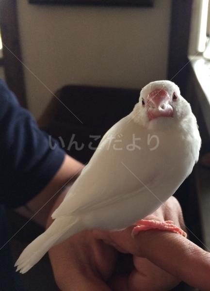 コメントの画像