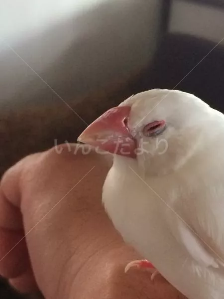 コメントの画像