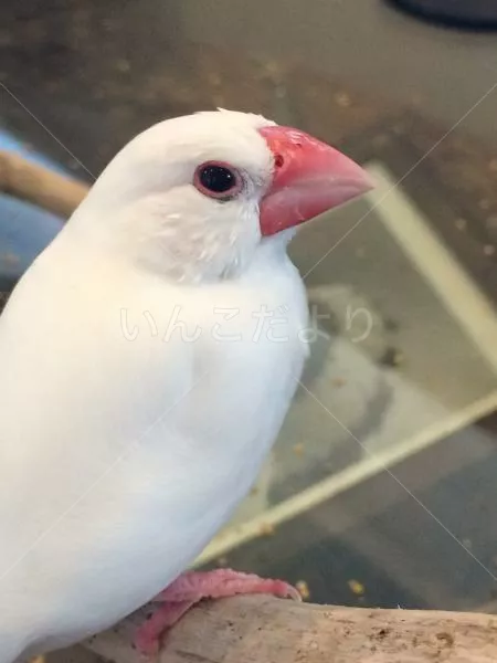 コメントの画像