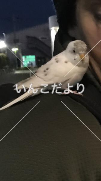 コメントの画像