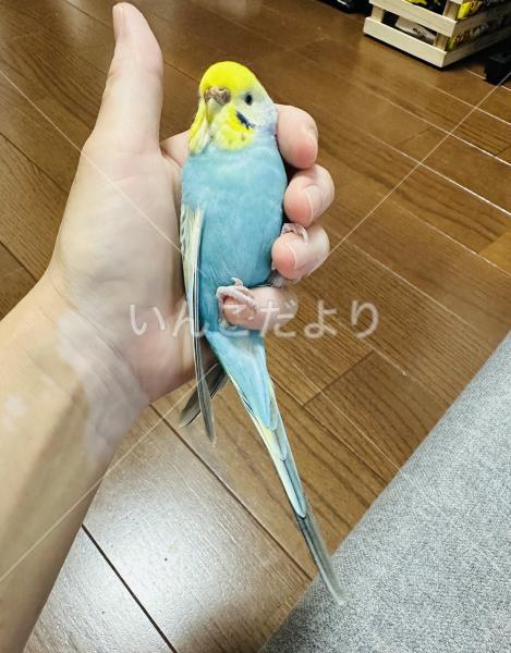 コメントの画像