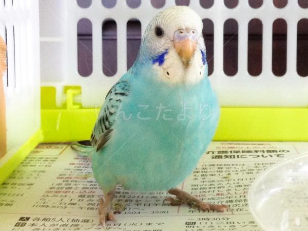 コメントの画像