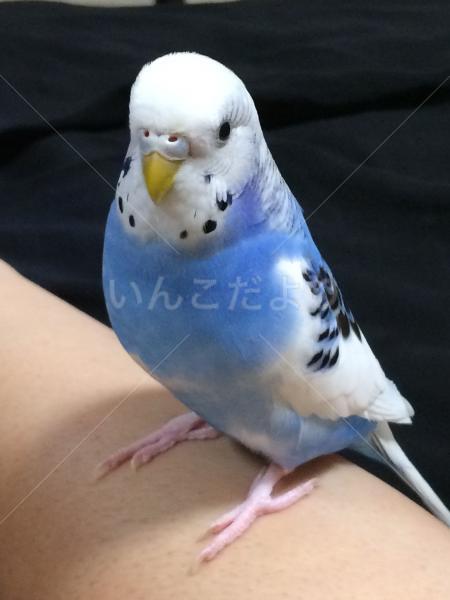 コメントの画像