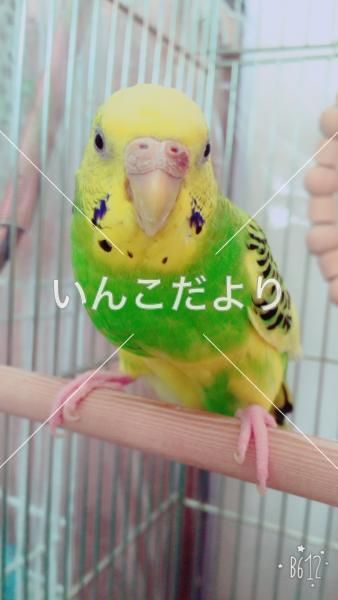 コメントの画像